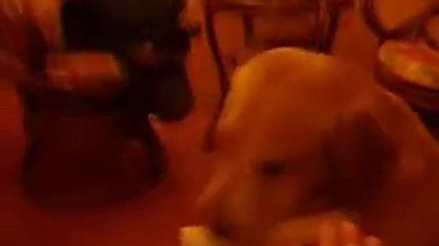Ж_ПА жадная!.AVI