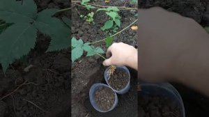 Размножение Ежевики.