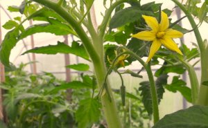 Выращивание томатов в теплице