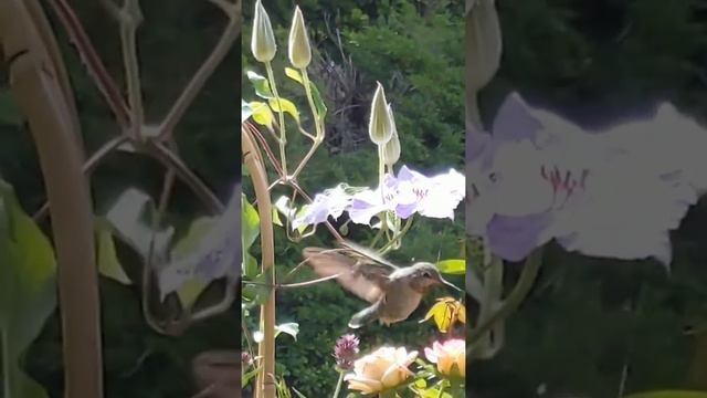 Hummingbird in flight by feeder roses clematis 6/28/19