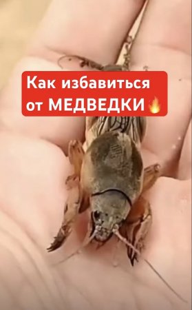 Самый ПРОСТОЙ способ избавиться от МЕДВЕДКИ