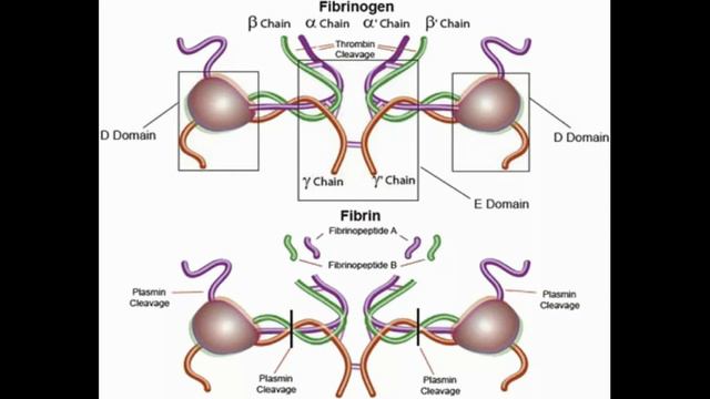 Сохранение последовательностей ДНК в ходе эволюции смотреть онлайн