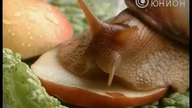 Домашние питомцы - вместо омолаживающего крема смотреть онлайн