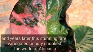 ALOCASIA SERENDIPITY VARIEGATED
