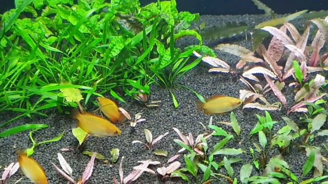 В результате дом для Медовых гурами смотреть онлайн