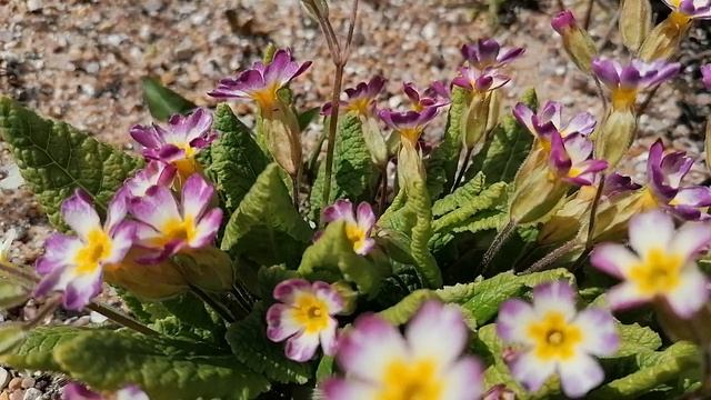 + Примула Бесстебельная (Primula vulgaris) трёх цветная. Видеопортрет растения.mp4