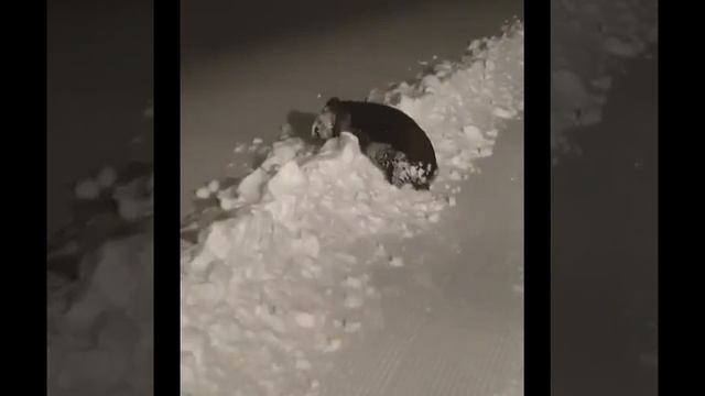 Вомбат наслаждается снежной зимой в Австралии смотреть онлайн