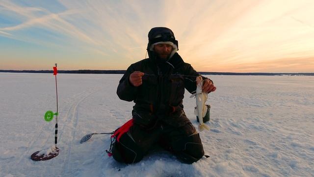 Попал на клёв СУДАКА! Ночная ловля судака на жерлицы! ТРОФЕЙ заглянул! смотреть онлайн