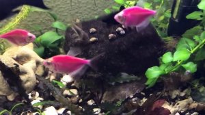 Чёрная борода и вьетнамка - не проблема. Как бороться с водорослями