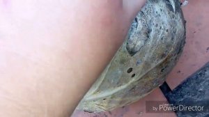 Сбор и хранение ранней капусты