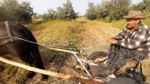 Ремонтируем дергач на конной косилке и косим тростник.