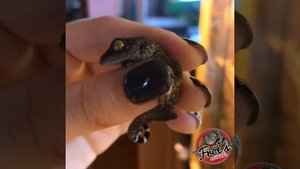 НОВОРОЖДЕННЫЙ ГЕККОН ТОКИ / первый геккон, который вылупился в 2019 году!