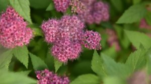 Спирея | Спирея японская | Спирея кустарник | Спирея описание и фото |@leskovo.pitomnik