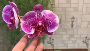 Phal. I-Hsin Stacy