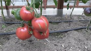 Томат сорта Crushed Heart (Влюбленное Сердце) - Королевский сад