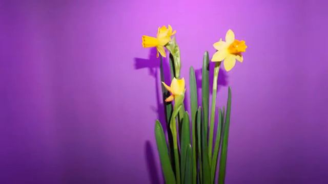 Daffodil time-lapse смотреть онлайн
