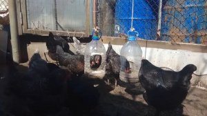 Бесплатные и практичные подвесные кормушки для кур своими руками