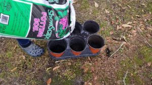 Potting up Angel Trumpet Brugmansia Cuttings