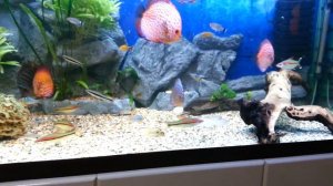 Скат моторо маскировка в видовом аквариуме