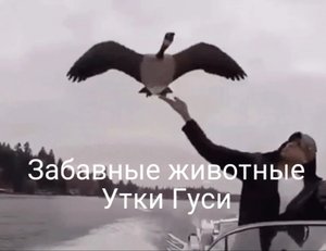 Забавные животные. Утки Гуси. Смешное видео