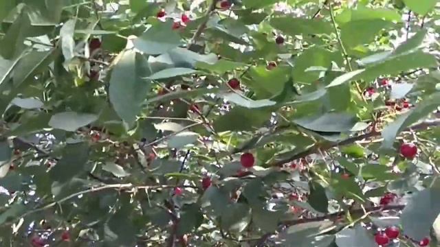 Вишня. Полезные свойства и противопоказания смотреть онлайн