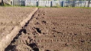 Посадка картошки мотоблоком Ока.