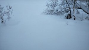 крайний север республика коми ижемский район замело снега в лесу по коле за два дня 11 4.01.2023 г