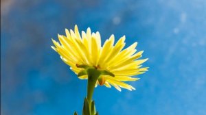 Волшебство цветения. Как распускаются бутоны. Это видео завораживает.