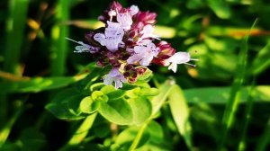 ИНТЕРЕСНЫЕ ФАКТЫ О ТРАВЕ ДУШИЦА.