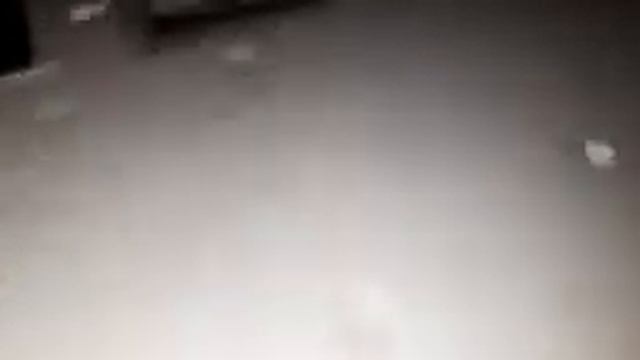 Начался вывод цыплят ??? смотреть онлайн