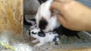 помесь строкач