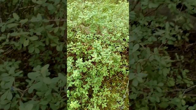 Разное видео из моей жизни, добавлено 8 февраля 2021 года(3) смотреть онлайн