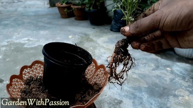 How to Make Aralia plant for gifting | Polyscias balfouriana | GardenWithPassion смотреть онлайн