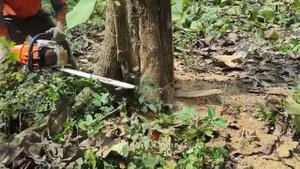 Chainsaw STIHL MS 881 First Cut - Cut the Teak Tree