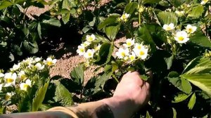 Клубника, сорт Хоней, считам количество ягодок на кусте.