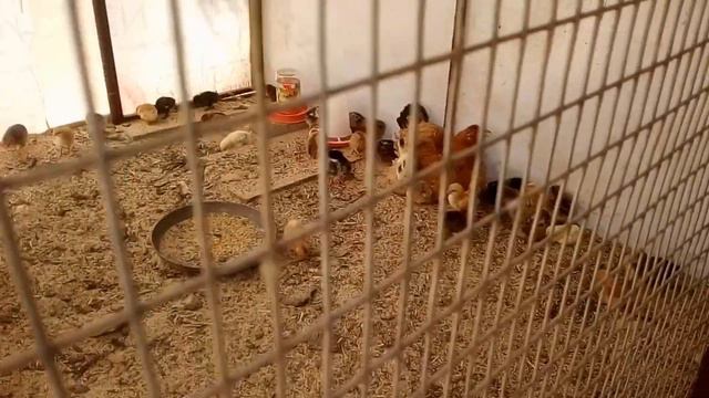 Ягод нет! 30 градусов в тени! смотреть онлайн