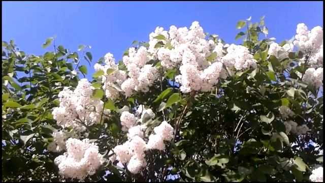 Сиреневый бульвар... Ирина Жукова-Каменских, Юрий Дагаев. смотреть онлайн