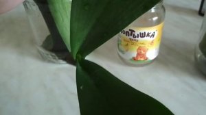 Корни, новые листья! Орхидеи! Янтарная кислота +Кальций