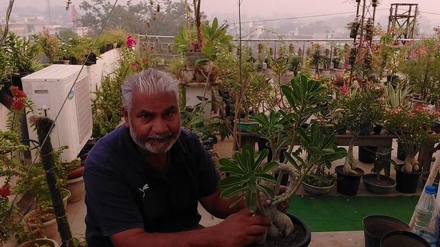 अडेनियम प्लांट रोट हो तो क्या करना चाहिए