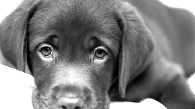 Почему закончились похождения на сервере paradox( смотреть онлайн