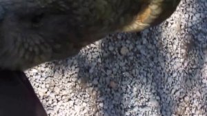 parrot kea asks crack a nut, умный попугай