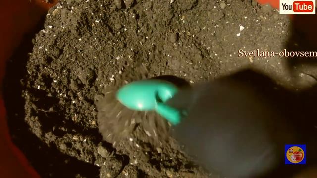 ВСЕГО ОДНА СПЕЦИЯ С КУХНИ - И РАССАДА УКРЕПИТЬСЯ НА ГЛАЗАХ .НЕ БОЛЕЕТ И РАСТЕТ ТОЛСТЕНЬКИМ КРЕПЫШОМ смотреть онлайн