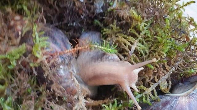 Спаривание улиток Ахатин родаци и альбино смотреть онлайн