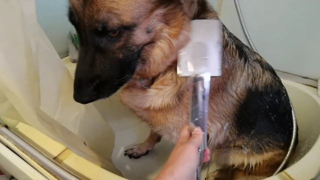 Мой уход за собаками смотреть онлайн