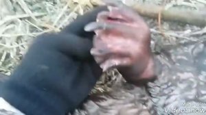 Охота на бобра с ЗСЛ попал в петлю