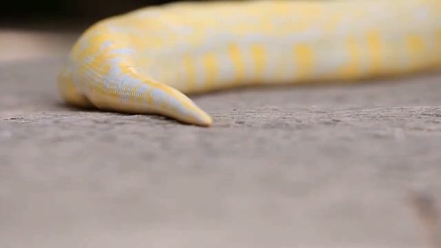 कौन जीतेगा Anaconda VS Python   Snake Fight