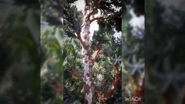 Защита обработка растений. ХЕРМЕС НА МОЖЖЕВЕЛЬНИКЕ
