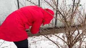 Как обрезать крыжовник. 4 этапа.