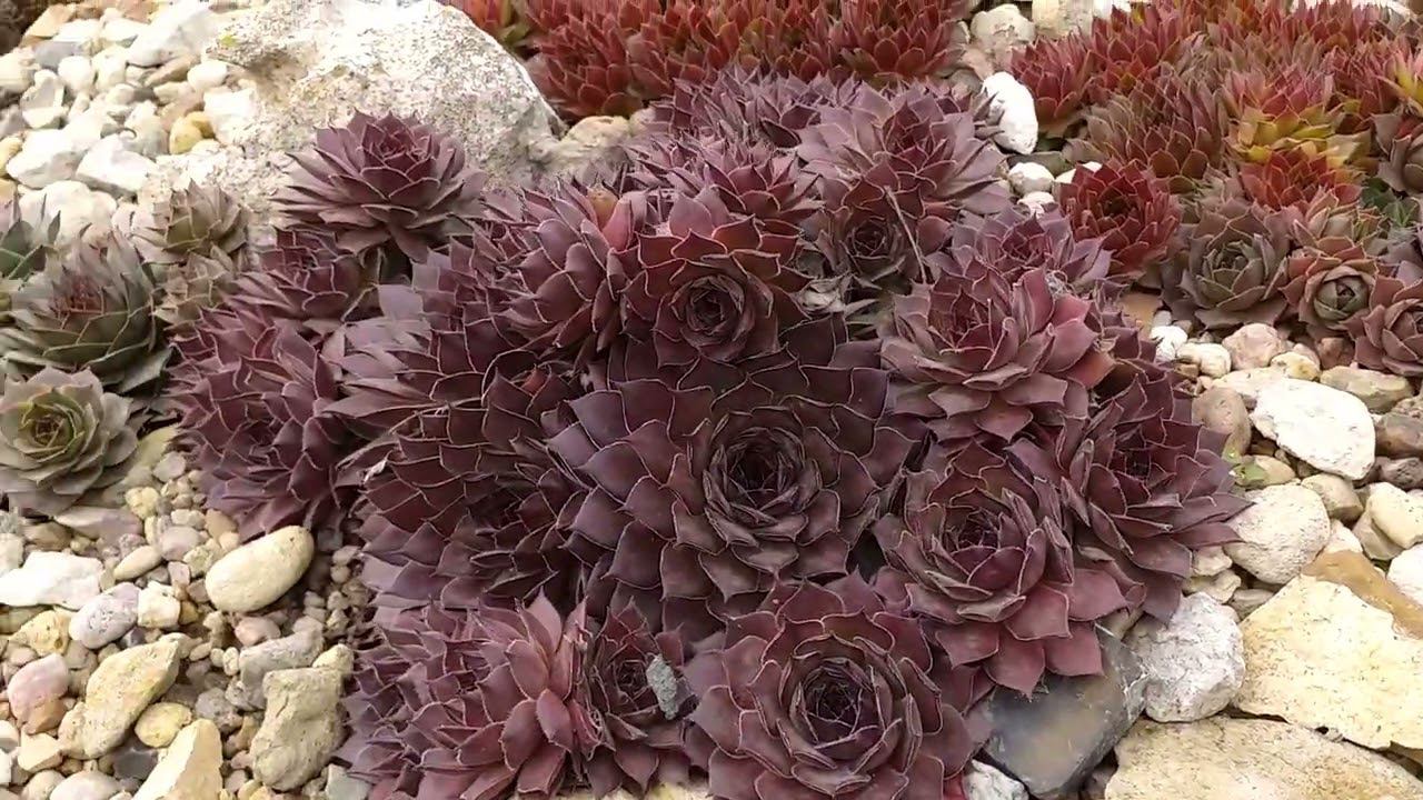 Сад без прикрас 09.04.24 смотреть онлайн