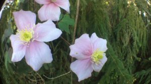 Clématite des montagnes ou 'Clematis montana' 'Mayleen' Vision 'Fish Eye'